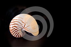 Chambered Nautilus seashell Nautilus pompilius pompilius