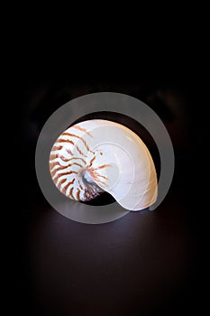 Chambered Nautilus seashell Nautilus pompilius pompilius