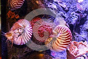 Chambered nautilus photo
