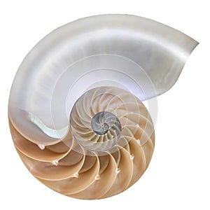 Chambered Nautilus shell cutaway isolated on white photo