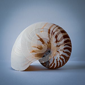 Chambered Nautilus Shell photo