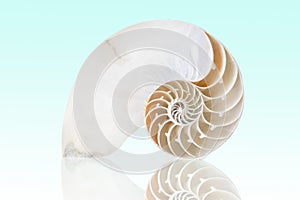 Chambered Nautilus photo