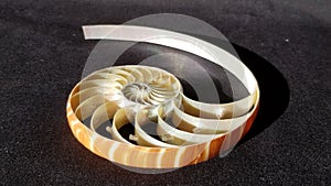 Chambered nautilus shell section isolated on black background