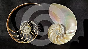 Chambered nautilus shell sections isolated on black background