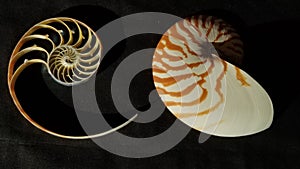 Chambered nautilus shell sections isolated on black background