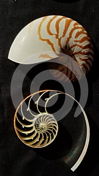 Chambered nautilus shell sections isolated on black background