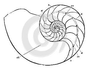 Chambered Nautilus, vintage illustration