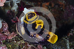 Nudibranch Chamberlain`s Nembrotha photo