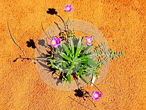 Chambers Pillar, Northern Territory, Australia