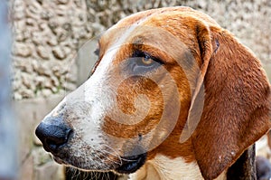 Chambord castle hunting dog