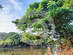 Chamchuri tree by the Noi River in the countryside