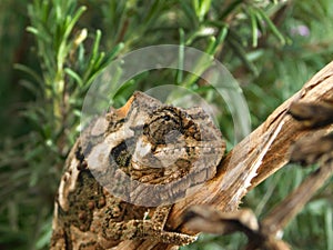 Chameleon looking up