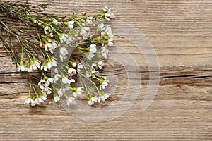 Chamelaucium flowers waxflower on wood