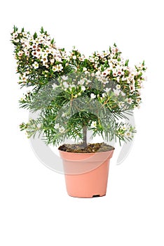 Chamelaucium uncinatum