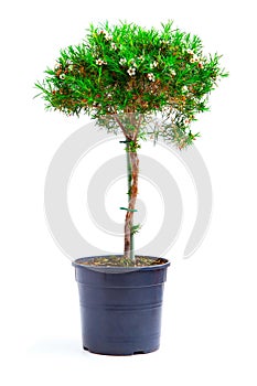 Chamelaucium uncinatum