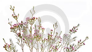 Chamelaucium uncinatum. Floral border.