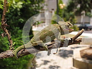 Chameleon_10