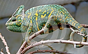 Chameleon 10