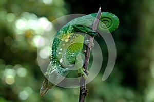 A chameleon