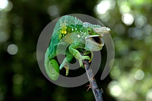 Chameleón 