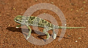 Chameleon