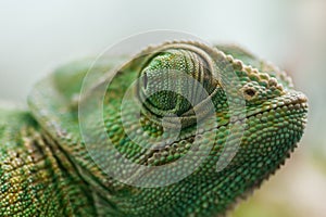 Chameleon