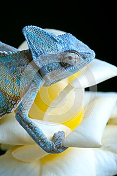 Chameleon