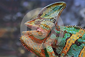 Chameleon