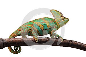 Chameleon