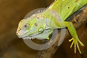 Chameleon photo