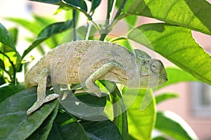 Chameleon