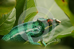 Chameleon