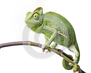 Chameleon