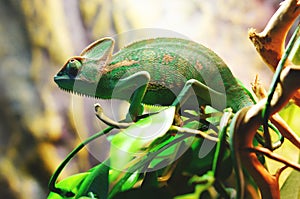 Chameleon