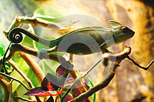 Chameleon