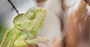 Chameleon