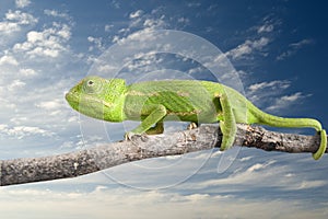 Chameleon