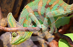 Chameleon