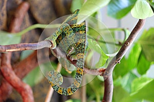 Chameleon