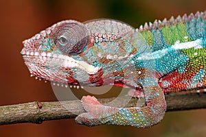 Chameleon