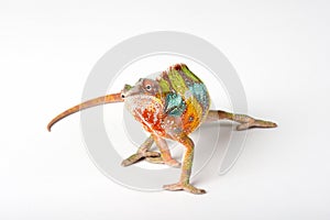 Chameleon