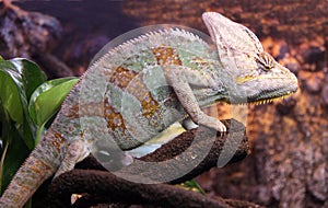 Chameleon