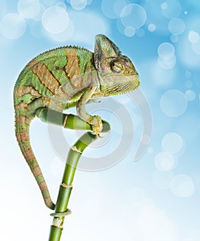 Chameleon