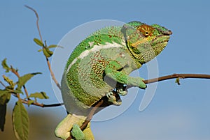 Chameleon