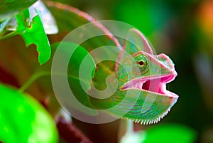 Chameleon