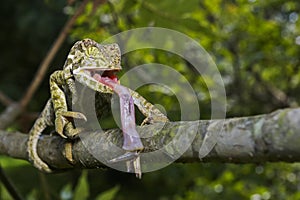 Chameleon in Action South Africa