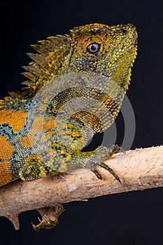 Chameleon agama male