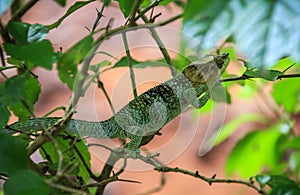 Chameleon, Amber Mountain National Park, Diana, Madagascar