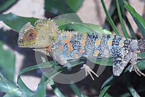 Chameleon anglehead lizard