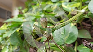 chameleon animal Artificial skin change color like a chameleon animal